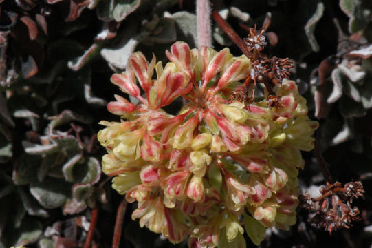 Image of sulphur-flower buckwheat