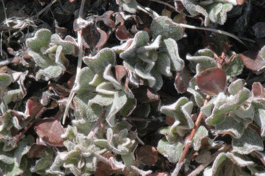 Image of sulphur-flower buckwheat