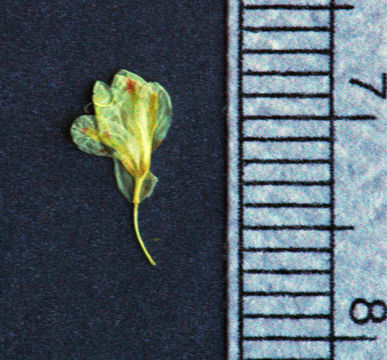 Image of sulphur-flower buckwheat