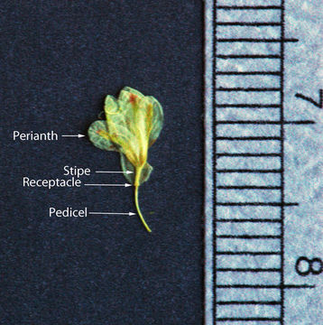 Image of sulphur-flower buckwheat