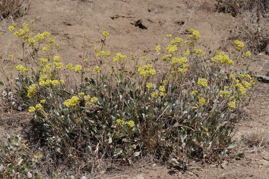 Image of sulphur-flower buckwheat