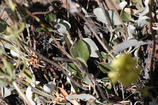 Image of sulphur-flower buckwheat