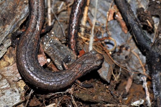 Image of Hell Hollow Slender Salamander