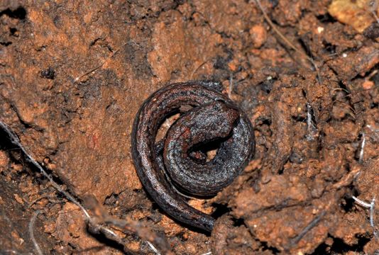 Image of Hell Hollow Slender Salamander