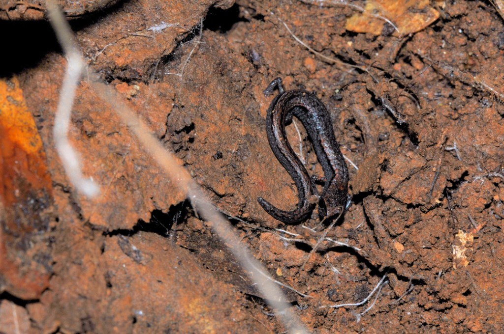 Image of Hell Hollow Slender Salamander