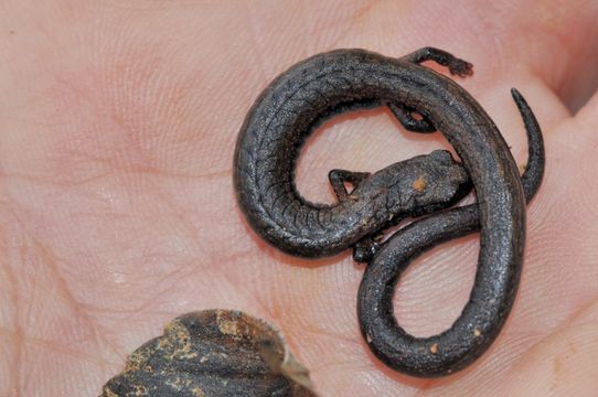 Image of Hell Hollow Slender Salamander