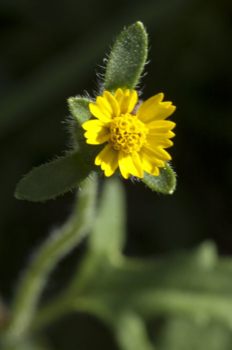 Sivun Tridax erecta A. Gray kuva