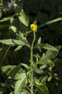 Image de Tridax erecta A. Gray