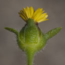 Tridax erecta A. Gray resmi