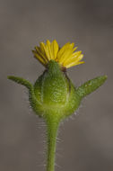 Image de Tridax erecta A. Gray