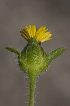 Tridax erecta A. Gray resmi