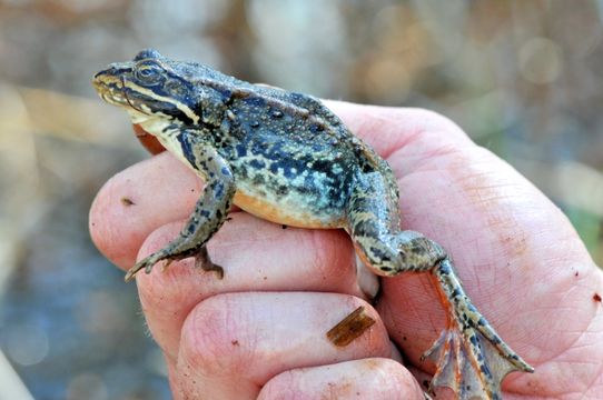 Image of Columbia Spotted Frog