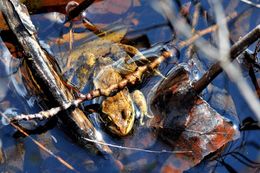 Image of Columbia Spotted Frog