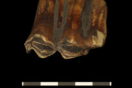 Image of <i>Bison antiquus</i>