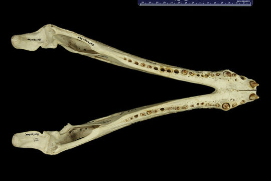 Image of <i>Caiman sclerops apaporiensis</i>