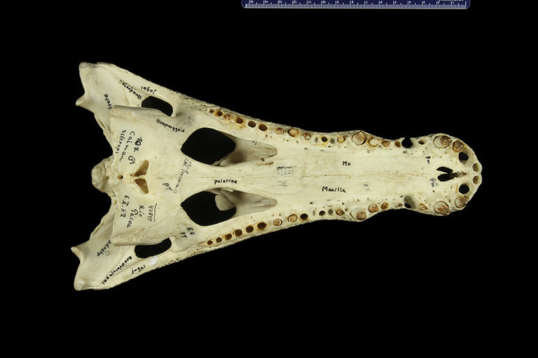 Image of <i>Caiman sclerops apaporiensis</i>
