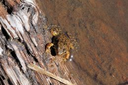 Image of Sierra Nevada Yellow-legged Frog