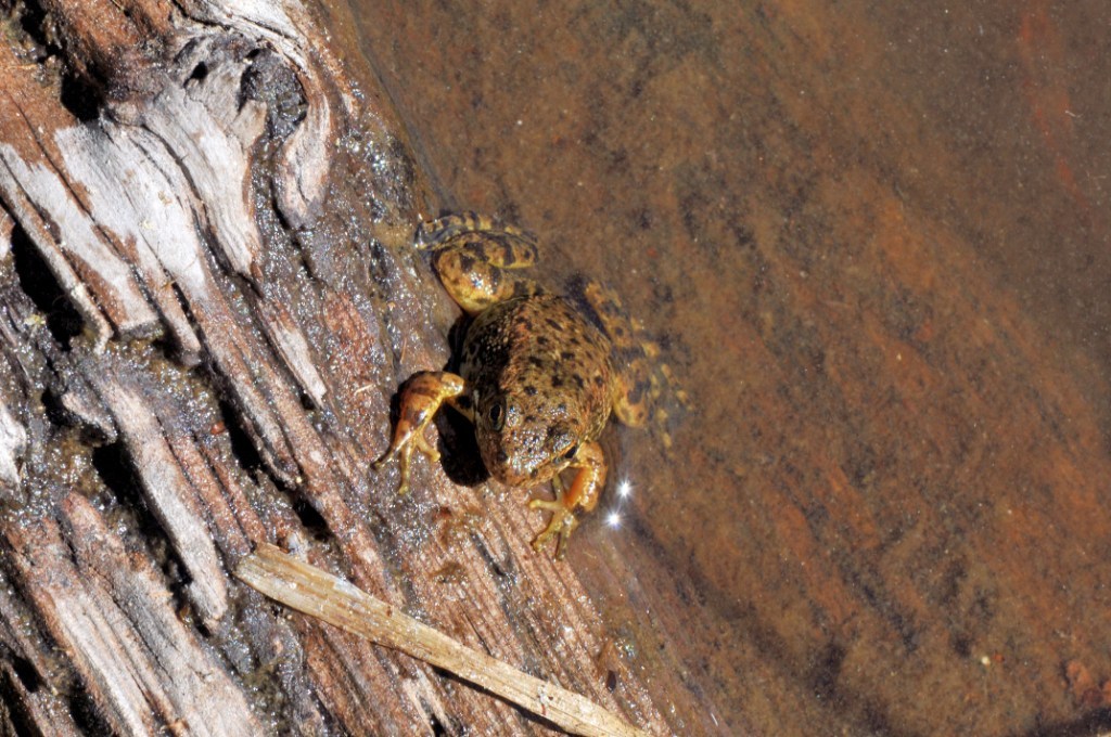 Image of Sierra Nevada Yellow-legged Frog