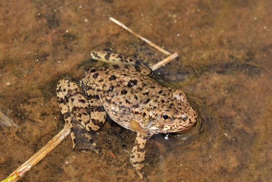 Image of Sierra Nevada Yellow-legged Frog