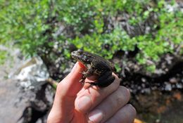 Image of Sierra Nevada Yellow-legged Frog