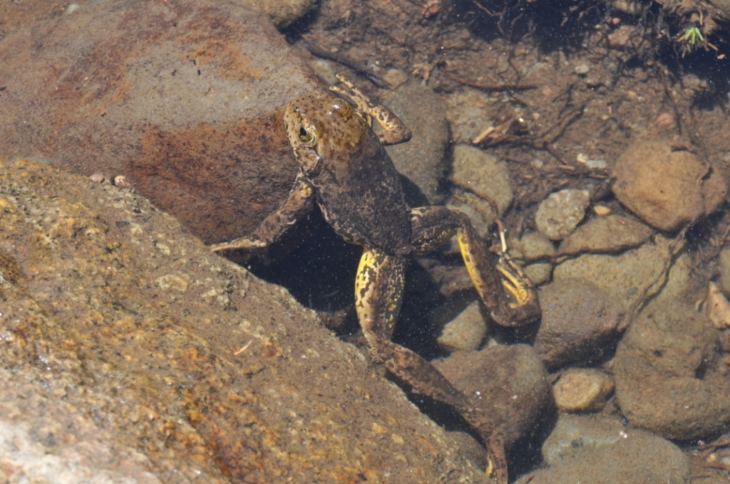 Image of Sierra Nevada Yellow-legged Frog