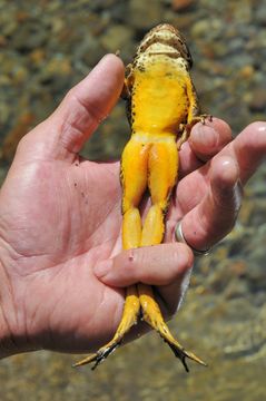 Image of Sierra Nevada Yellow-legged Frog