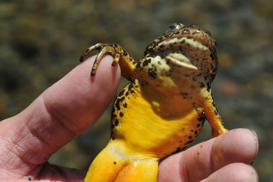 Image of Sierra Nevada Yellow-legged Frog