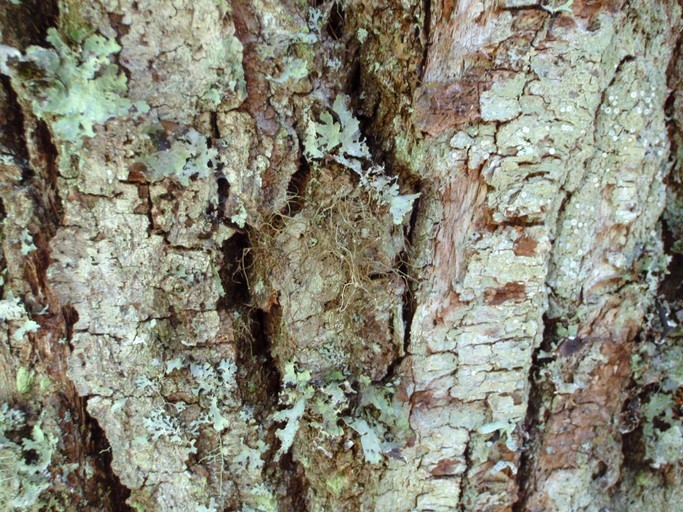 Image of Horsehair lichen