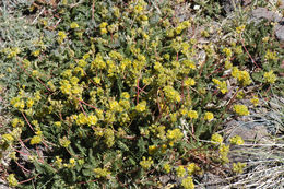 Image de Ivesia gordonii (Hook.) Torr. & Gray