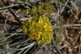 Image de Ivesia gordonii (Hook.) Torr. & Gray