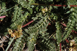 Image de Ivesia gordonii (Hook.) Torr. & Gray