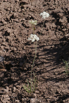 Image of Bolander's yampah