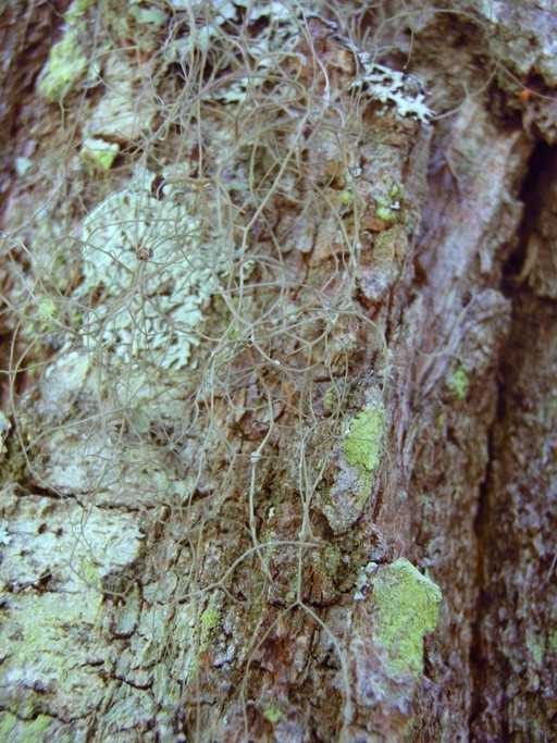 Image of Horsehair lichen