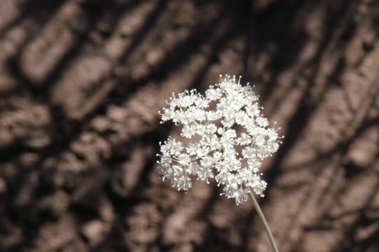 Image of Bolander's yampah