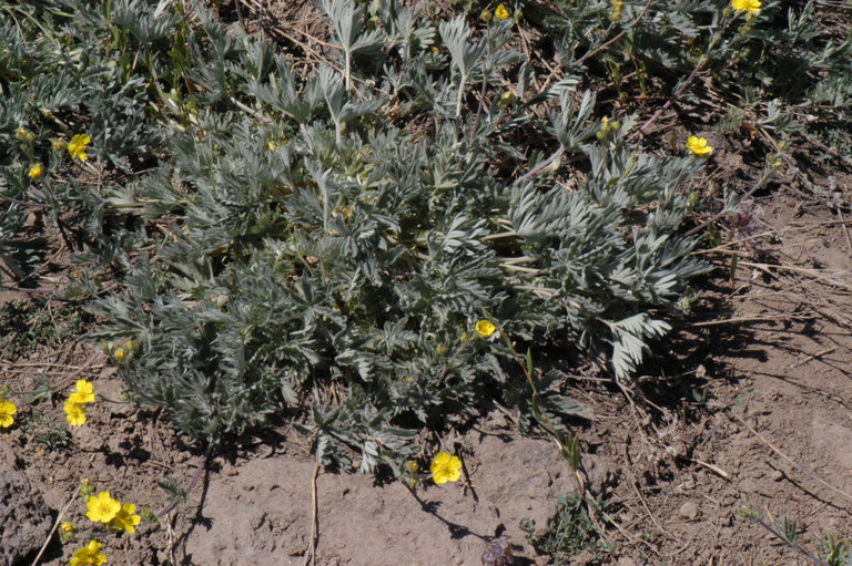 Image of slender cinquefoil