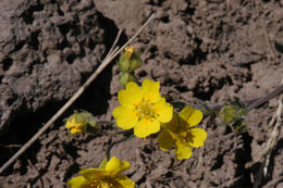 Image of slender cinquefoil