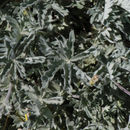 Image of slender cinquefoil