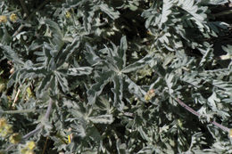 Image of slender cinquefoil