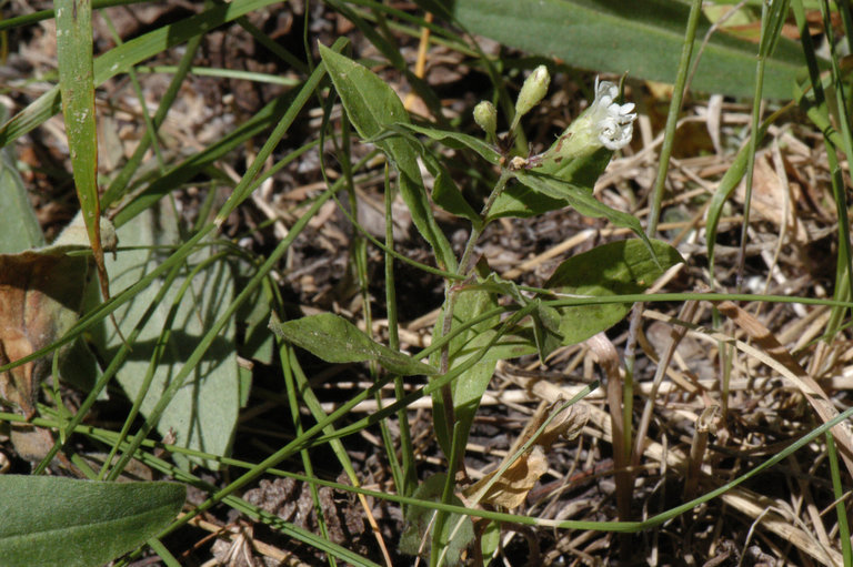 Image of Menzies' campion