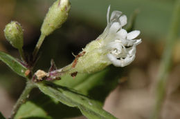 Image of Menzies' campion