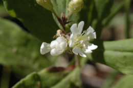 Image of Menzies' campion