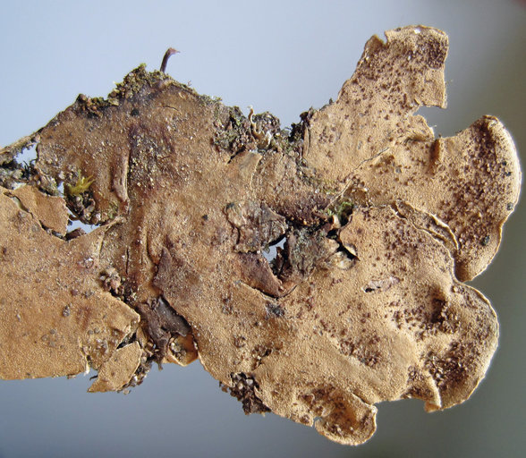 <i>Peltigera lepidophora</i>的圖片