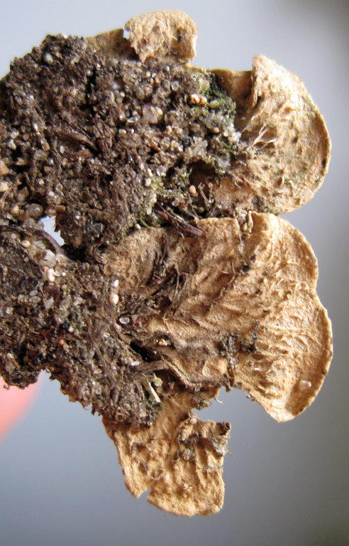 <i>Peltigera lepidophora</i>的圖片