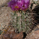 Plancia ëd Sclerocactus parviflorus Clover & Jotter