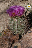 Plancia ëd Sclerocactus parviflorus Clover & Jotter