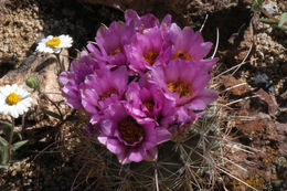 Plancia ëd Sclerocactus parviflorus Clover & Jotter