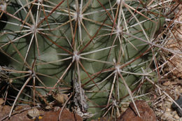 Plancia ëd Sclerocactus parviflorus Clover & Jotter