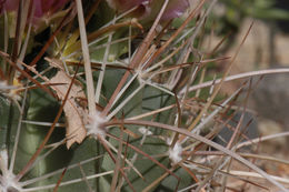 Plancia ëd Sclerocactus parviflorus Clover & Jotter