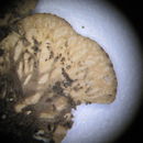 Image of <i>Peltigera lepidophora</i>