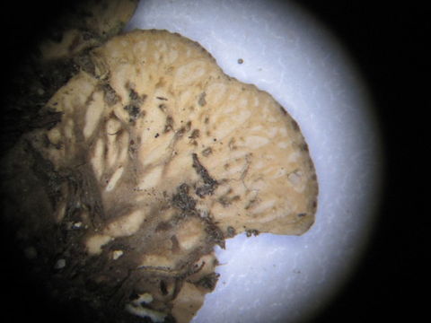 Image of <i>Peltigera lepidophora</i>